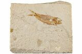 Cretaceous Fossil Fish (Hemisaurida) - Hjoula, Lebanon #200766-1